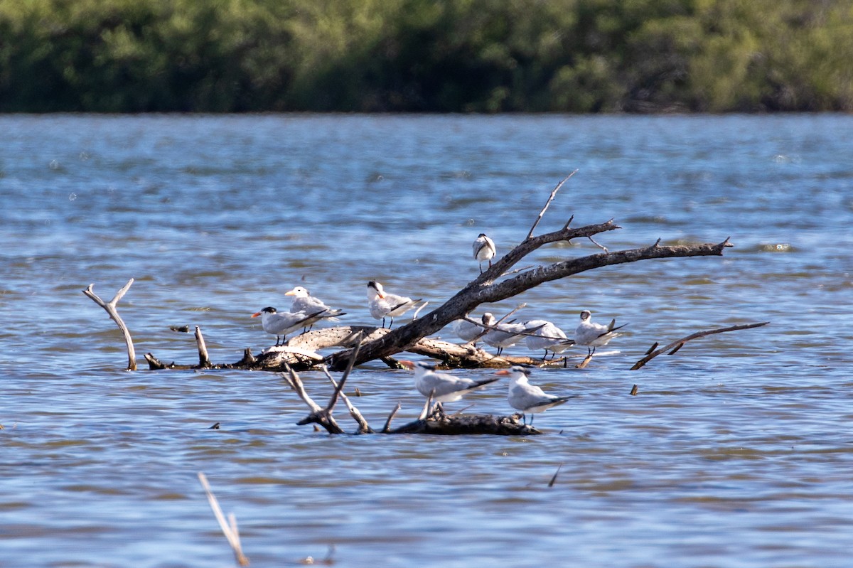 Royal Tern - ML645420849
