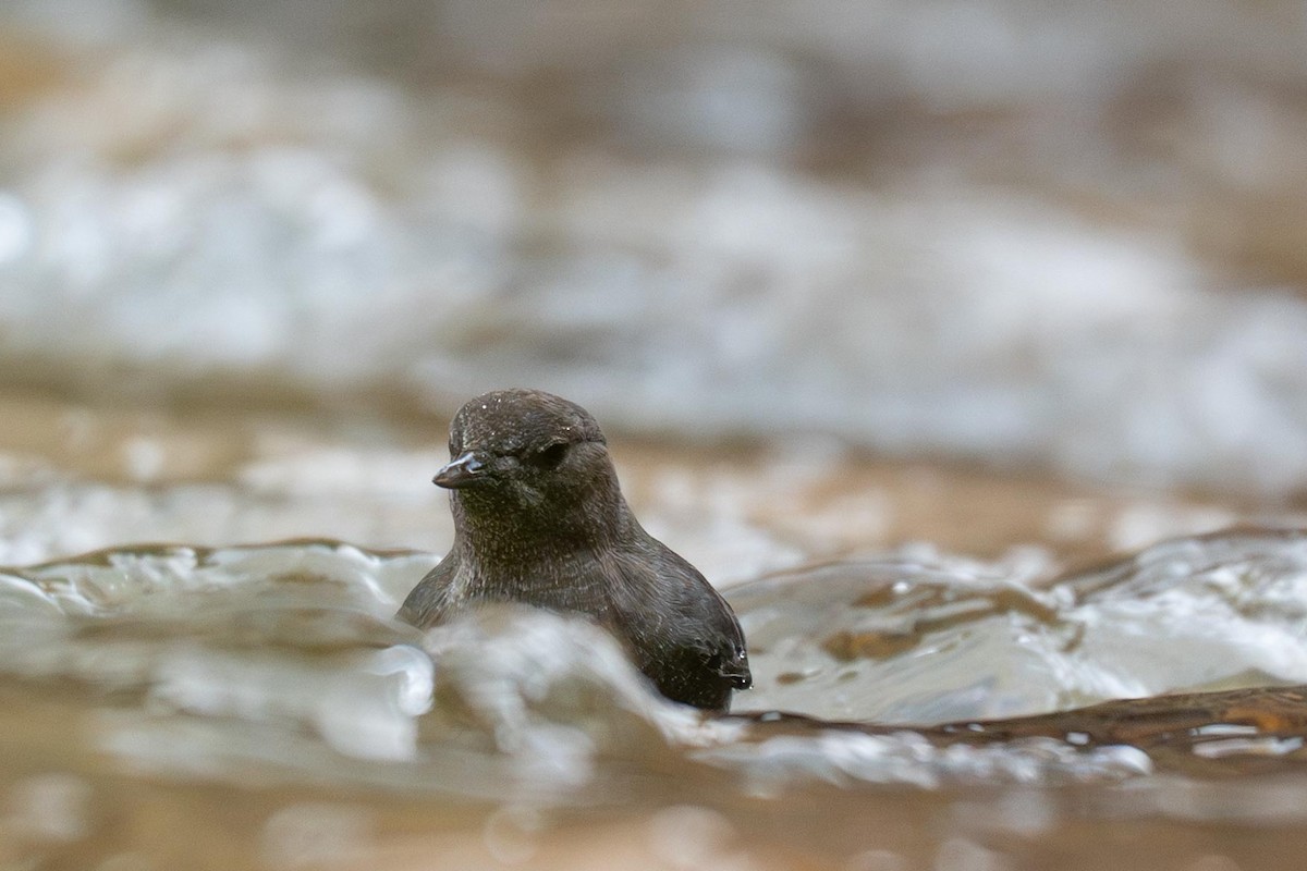 gråfossekall - ML645420852