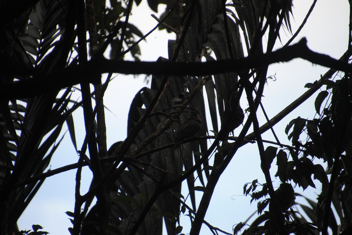 コバシバト - ML645420857