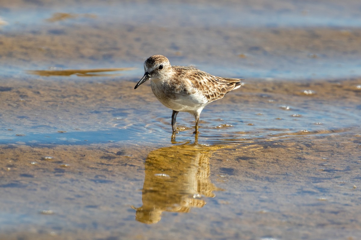 Least Sandpiper - ML645420860