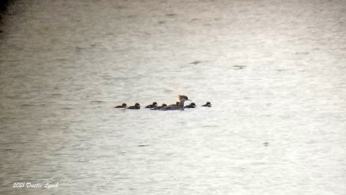 オウギアイサ - ML645420861