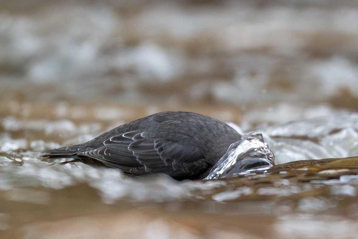 gråfossekall - ML645420862