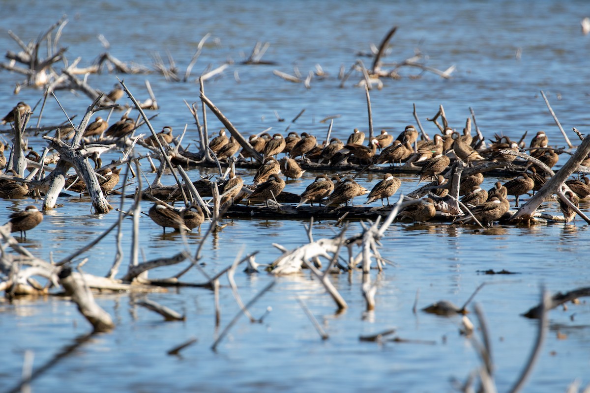 Bahamaente - ML645420864