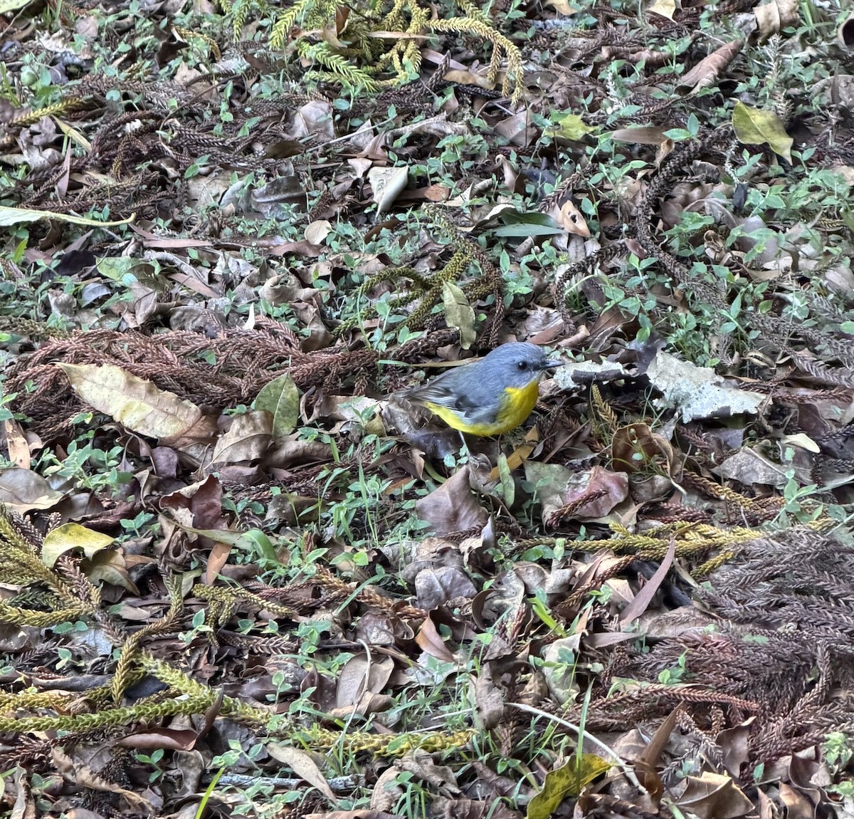 Doğulu Sarı Bülbül - ML645420865