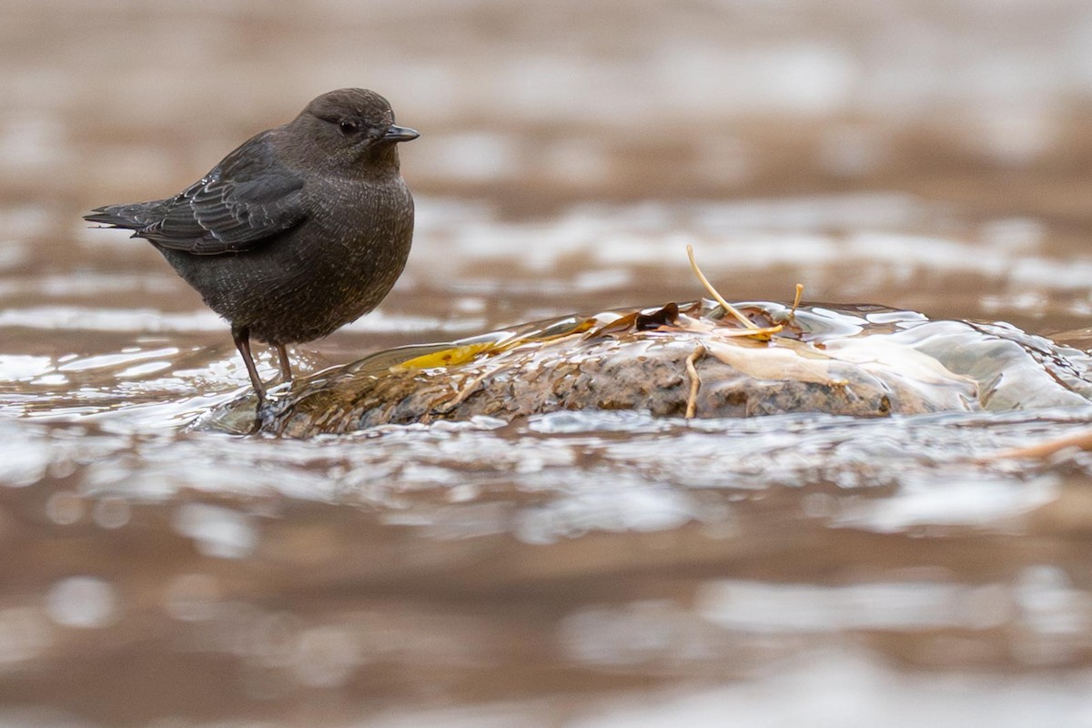 gråfossekall - ML645420866