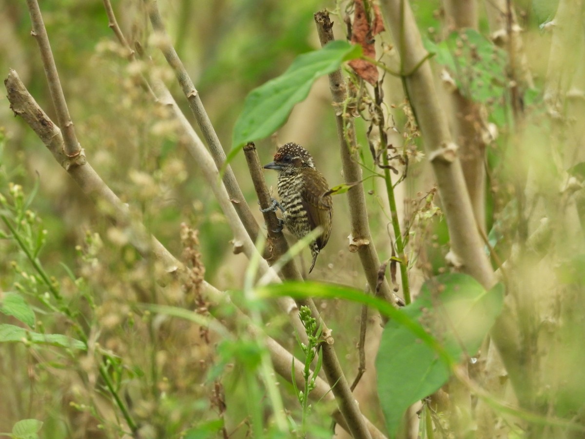 datlíček pruhovaný - ML645420867