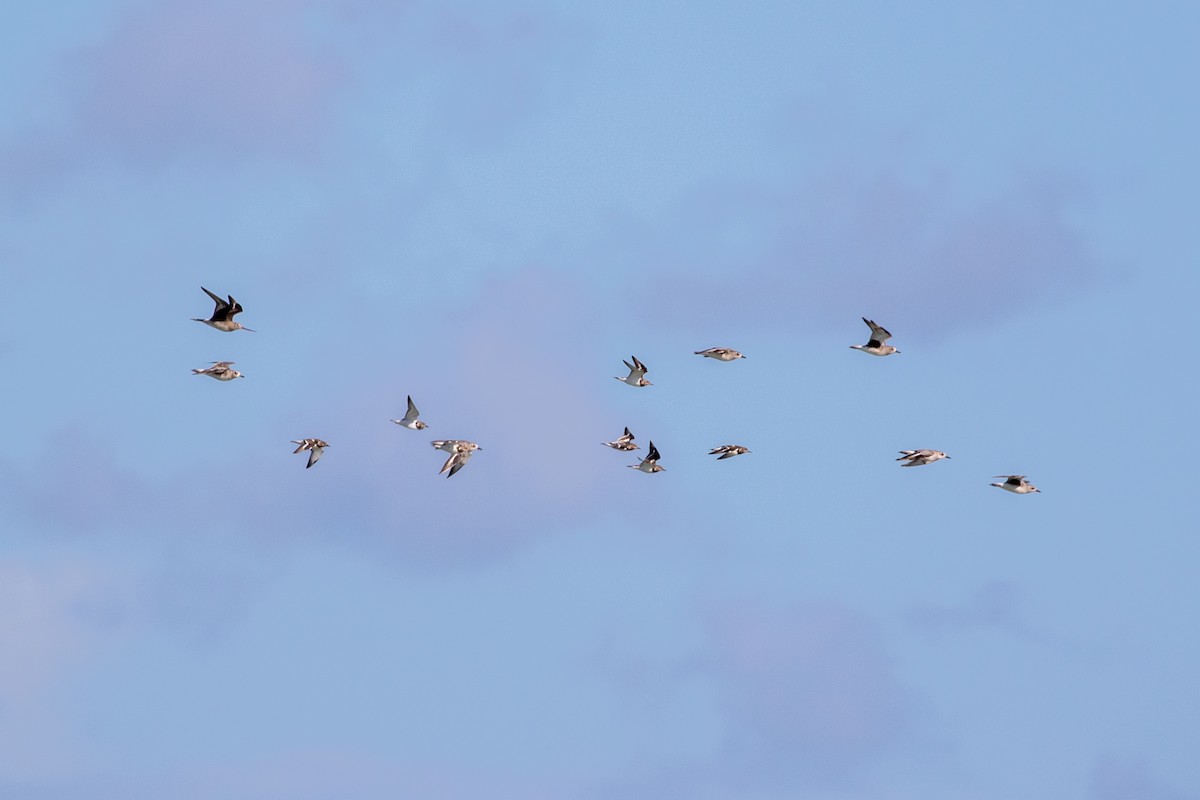 Black-bellied Plover - ML645420869