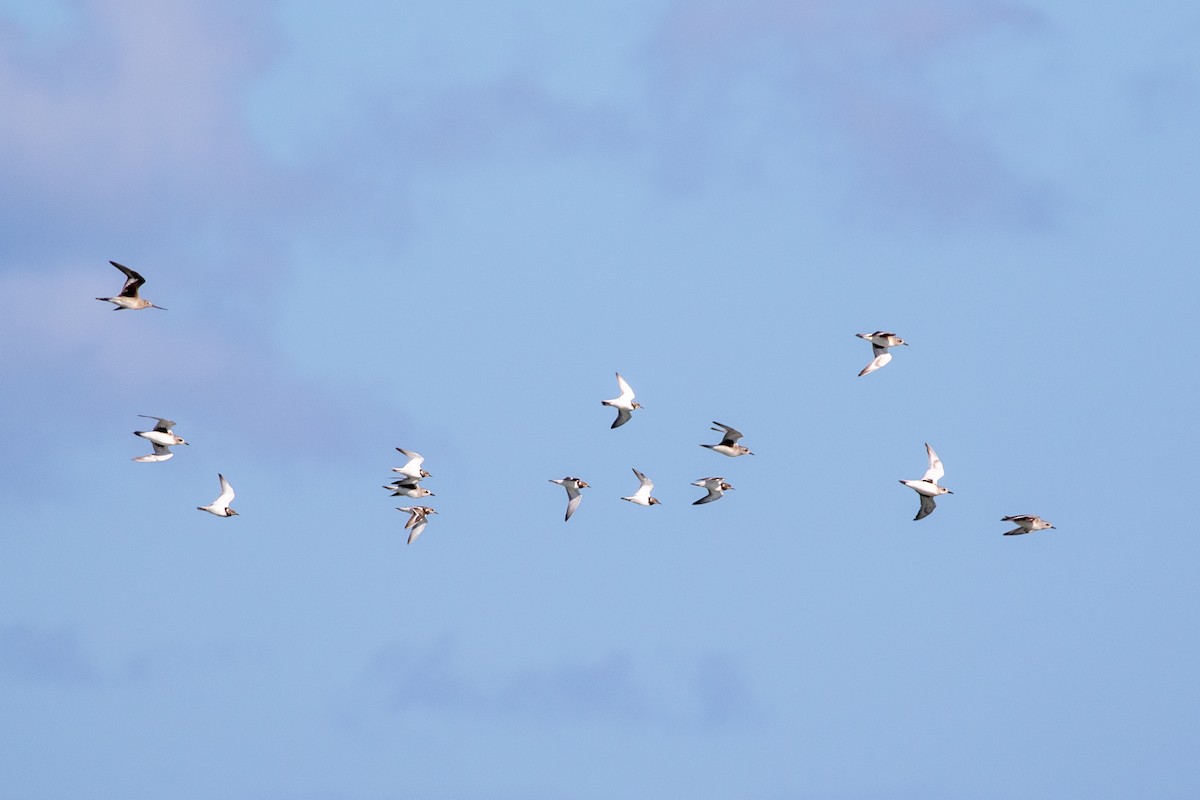 Black-bellied Plover - ML645420876