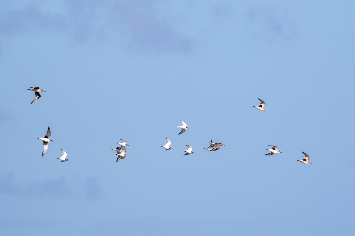 Black-bellied Plover - ML645420877