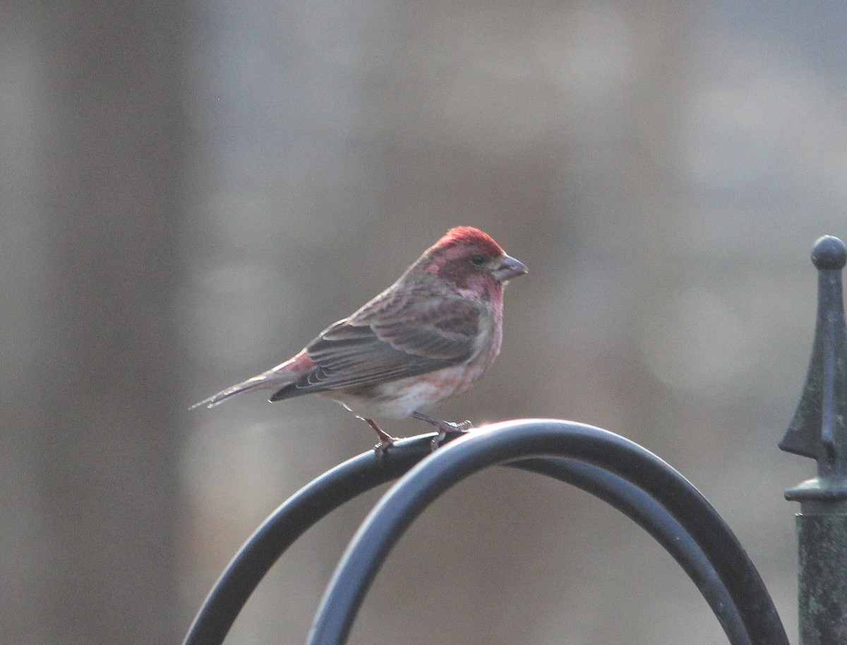 Purple Finch - ML645420880