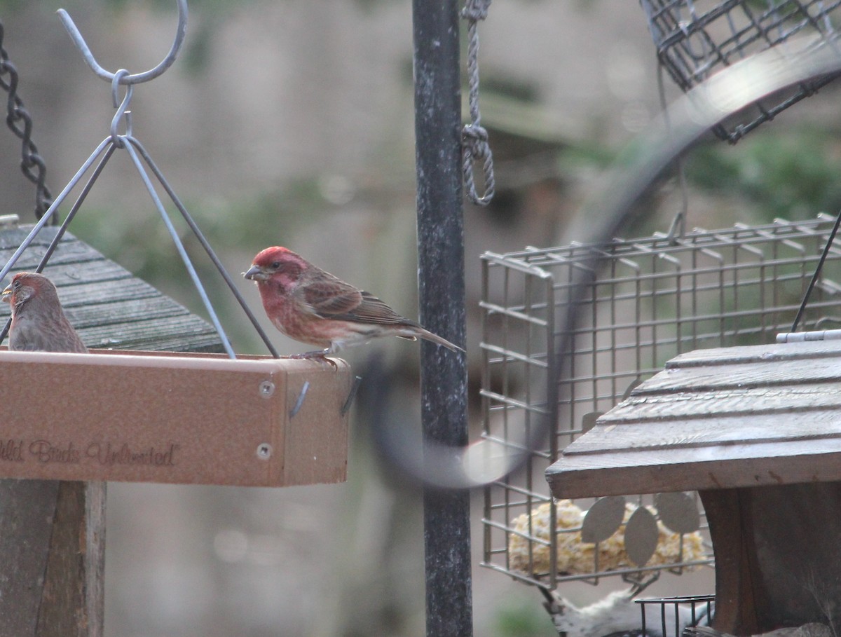 Purple Finch - ML645420881