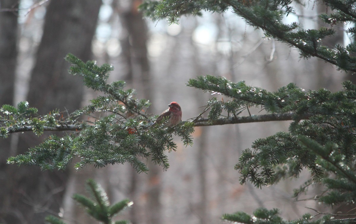 Purple Finch - ML645420882