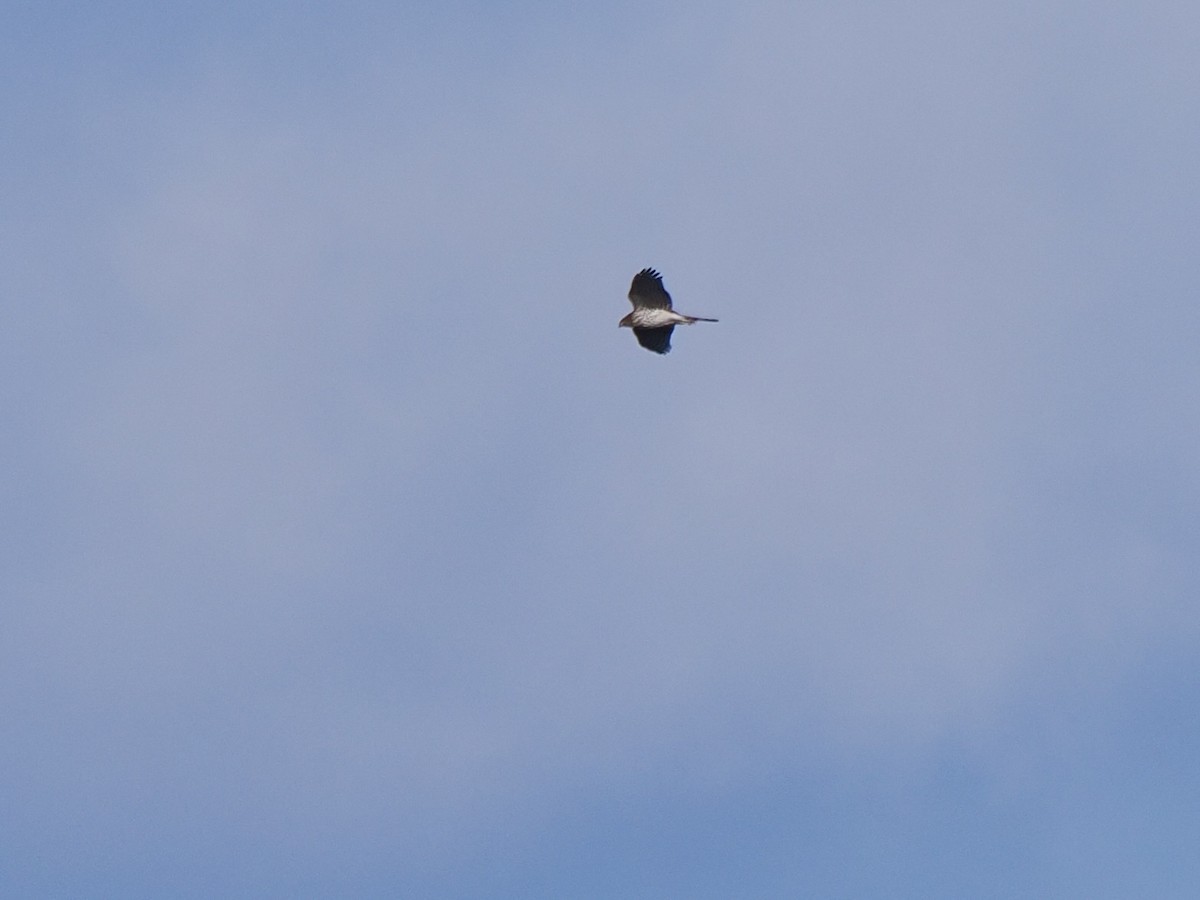 Cooper's Hawk - ML645420886