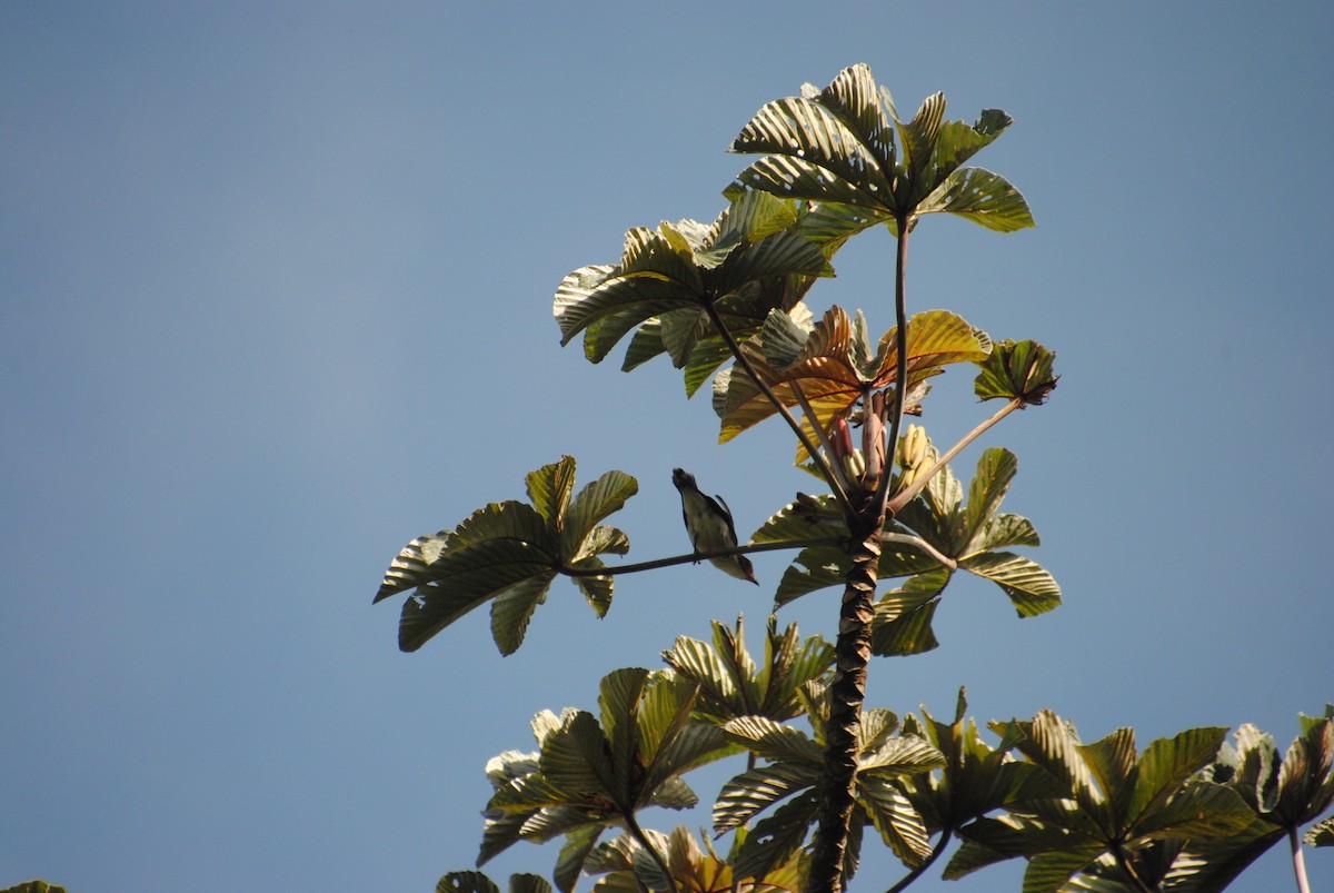 Masked Tityra - ML645420895