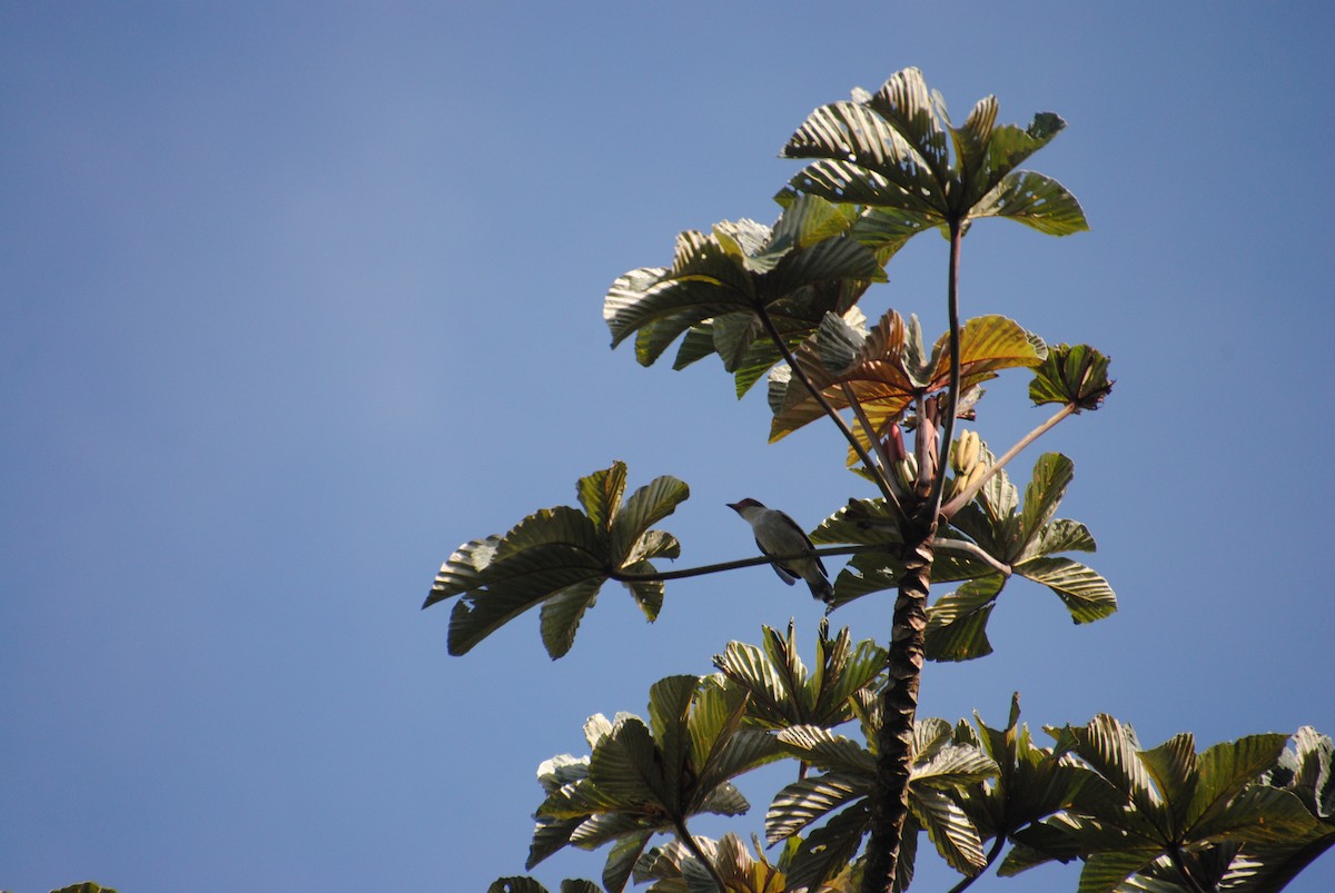 Masked Tityra - ML645420896