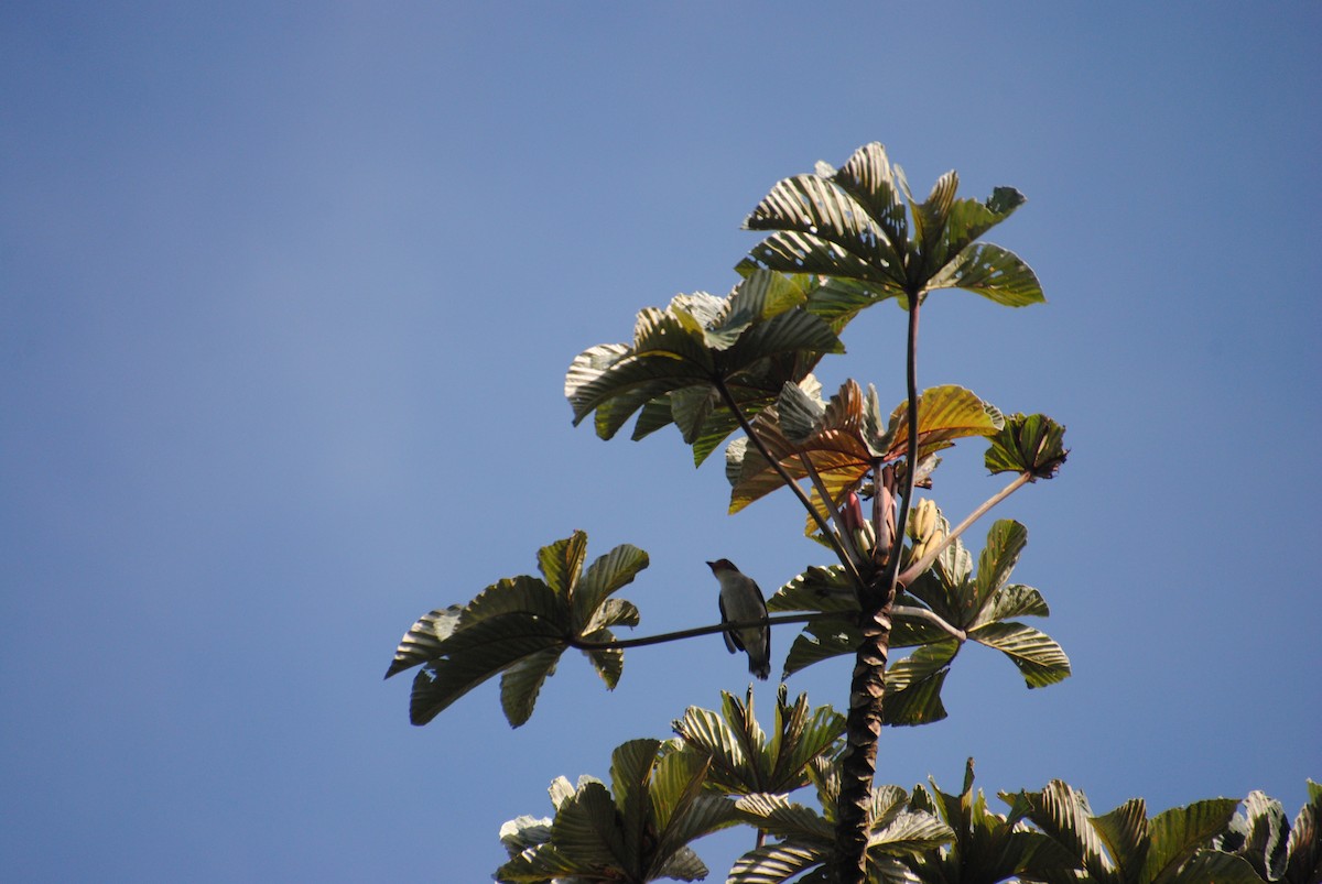 Masked Tityra - ML645420897