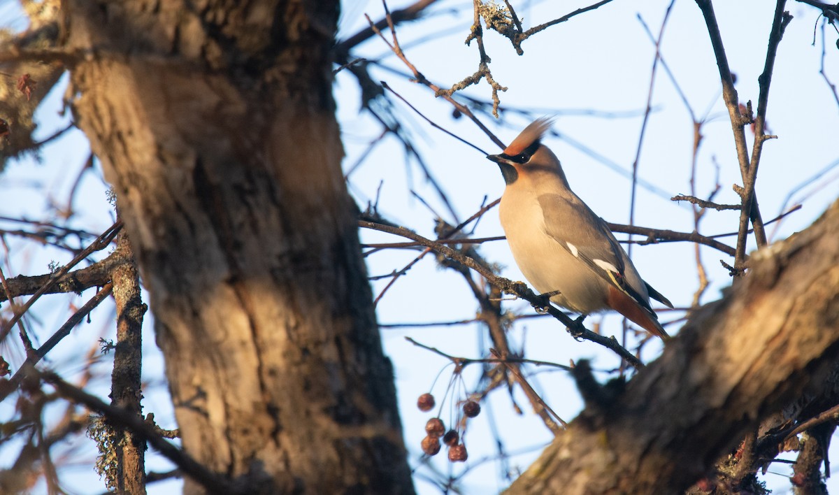 Bohemian Waxwing - ML645420900
