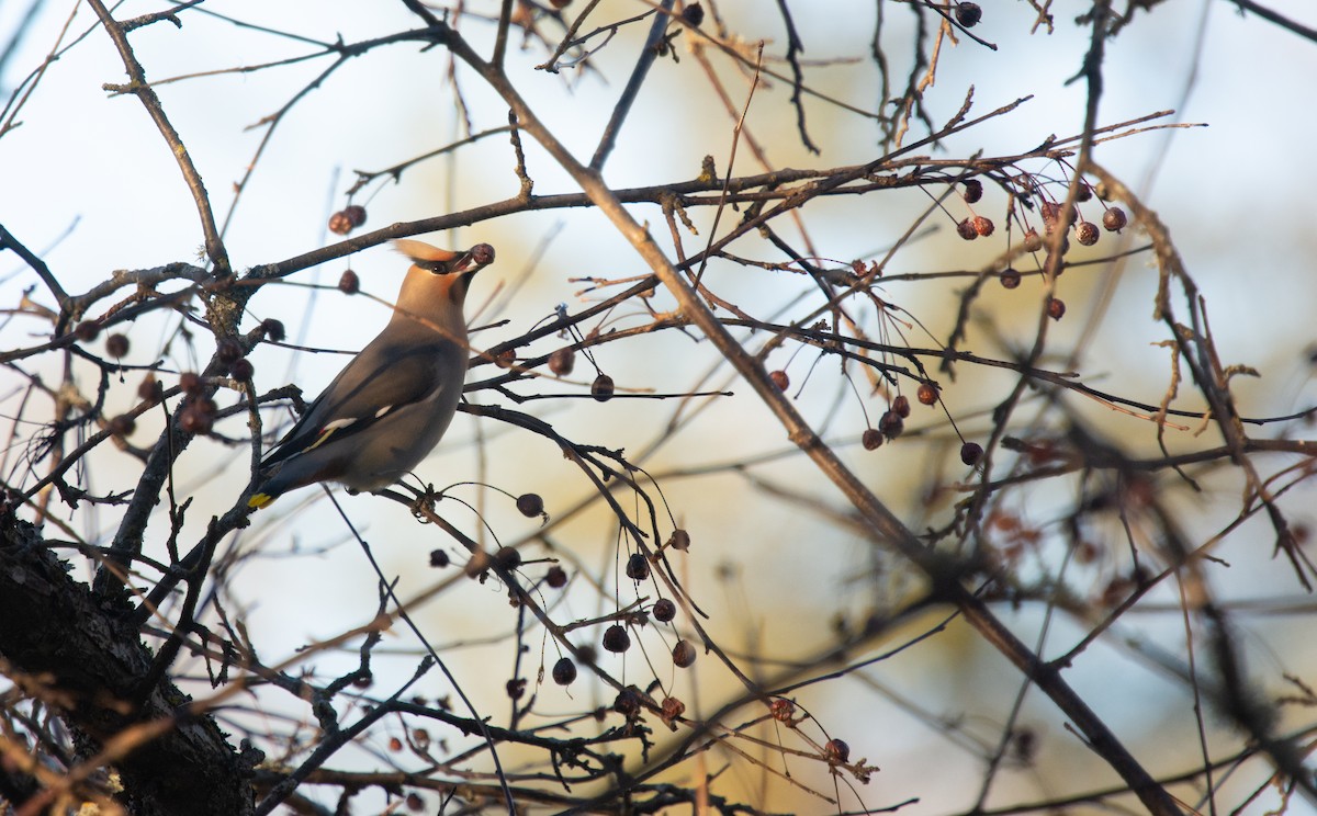 Bohemian Waxwing - ML645420901