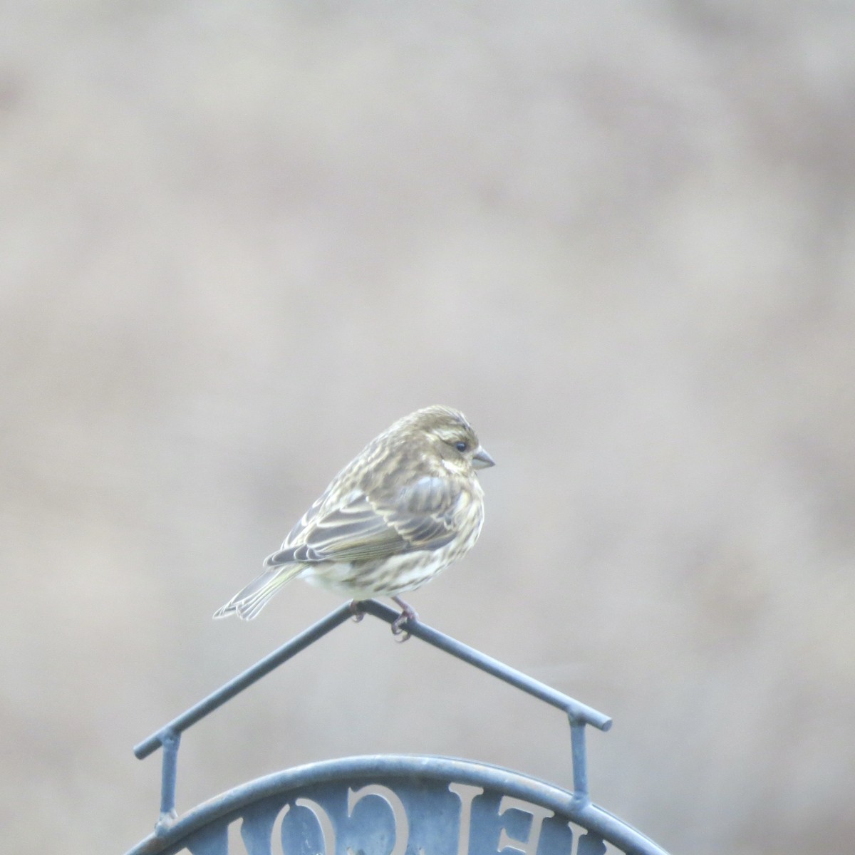 Purple Finch - ML645420908
