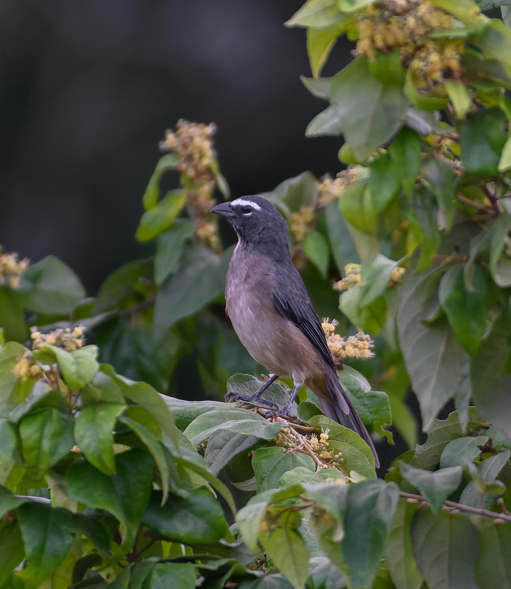 Cinnamon-bellied Saltator - ML645420909