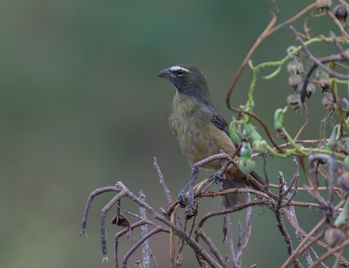 Cinnamon-bellied Saltator - ML645420910