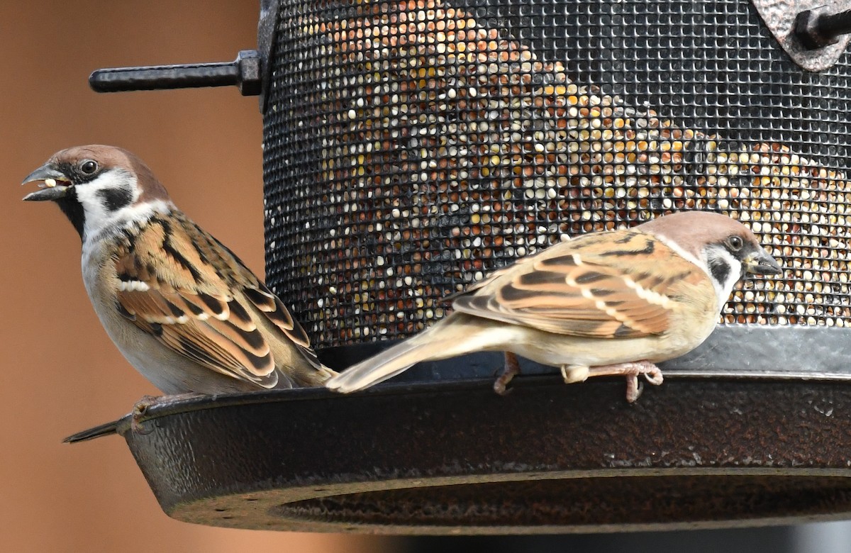 Ağaç Serçesi - ML645420923