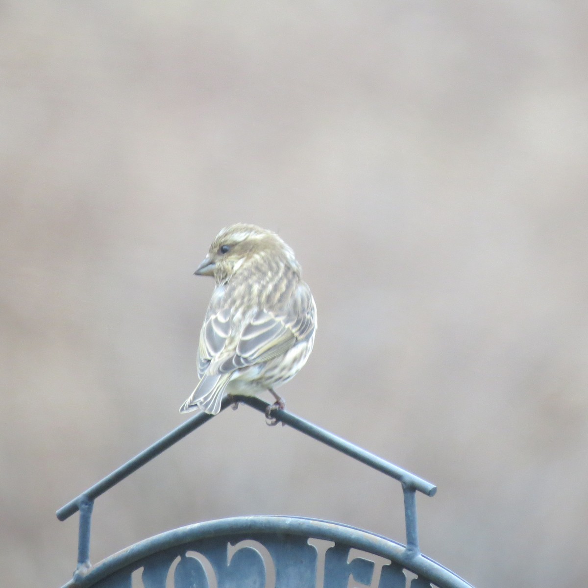 Purple Finch - ML645420928