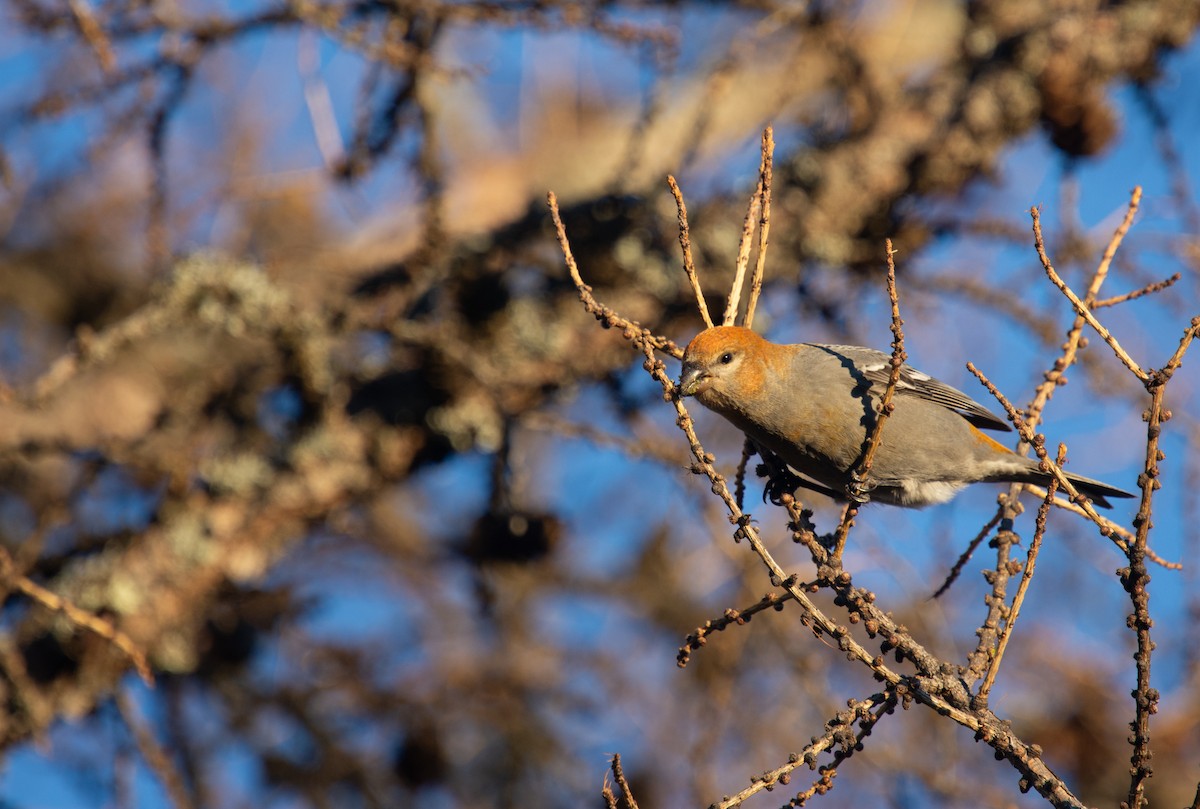 Pinu-gailupa - ML645420929