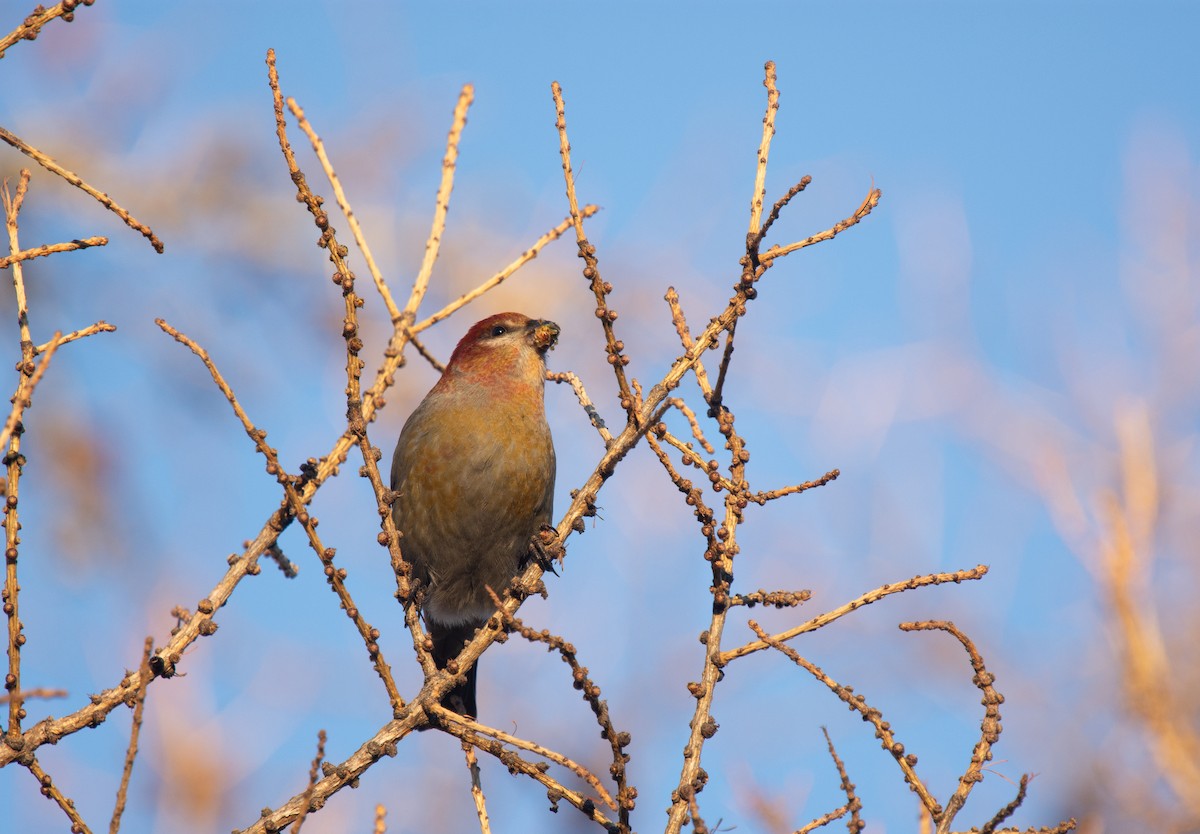 Pinu-gailupa - ML645420930