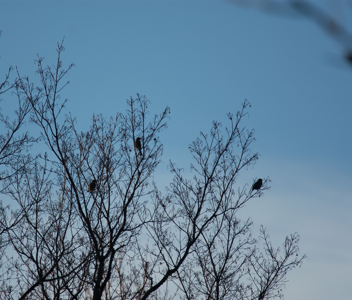 Pinu-gailupa - ML645420931