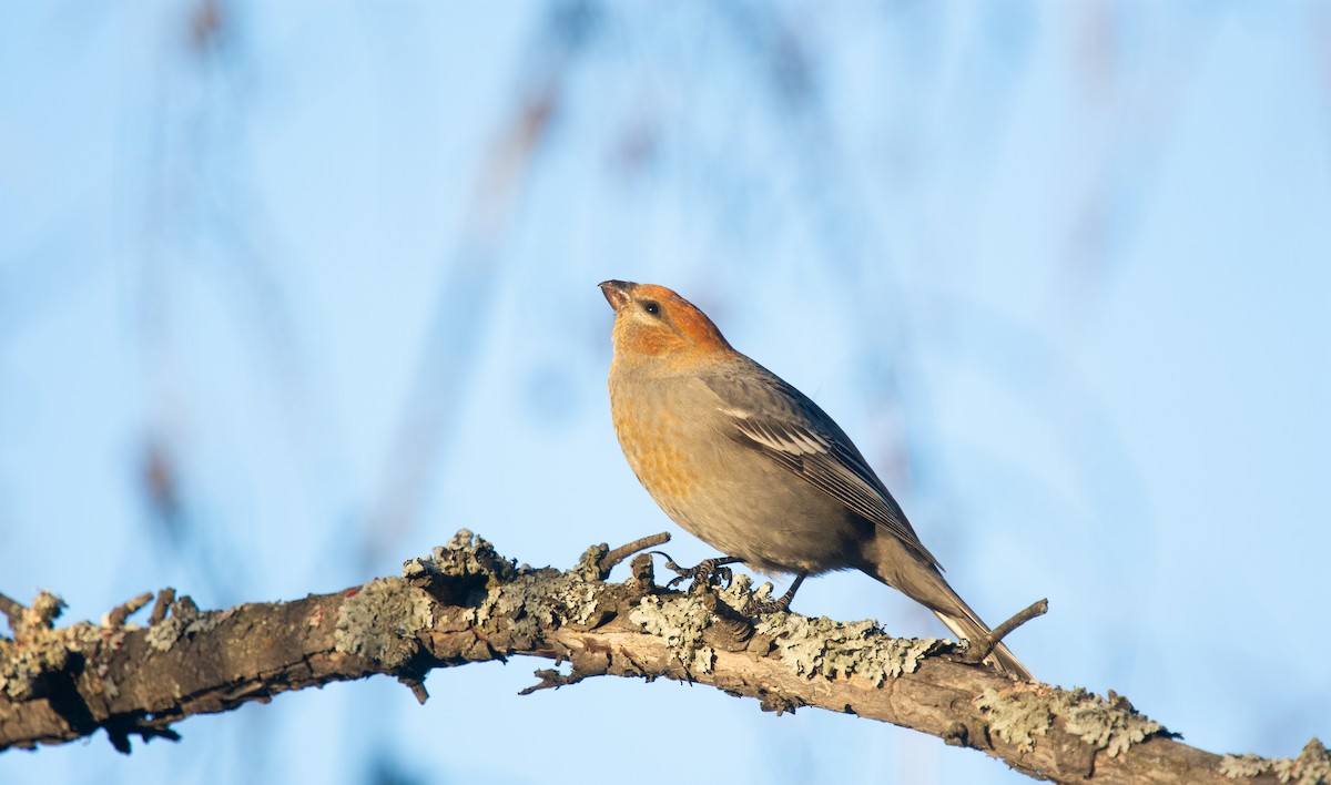 Pinu-gailupa - ML645420932