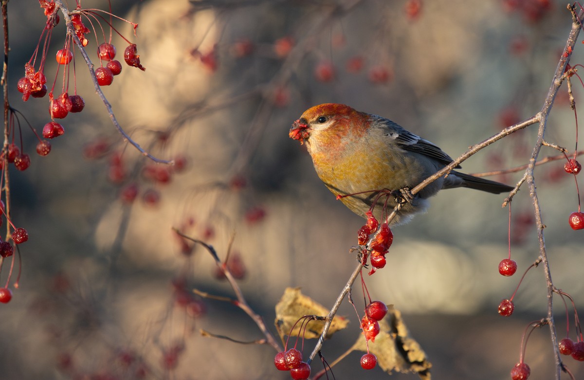 Pinu-gailupa - ML645420933