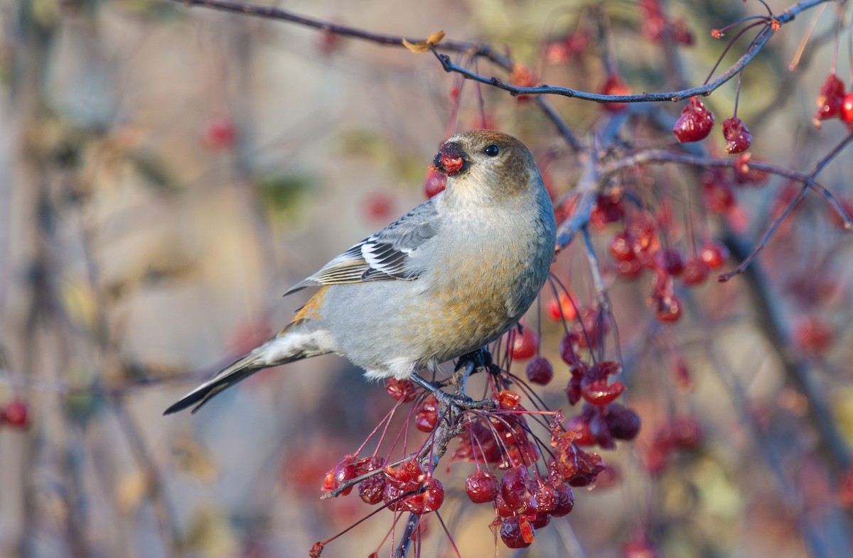 Pinu-gailupa - ML645420934