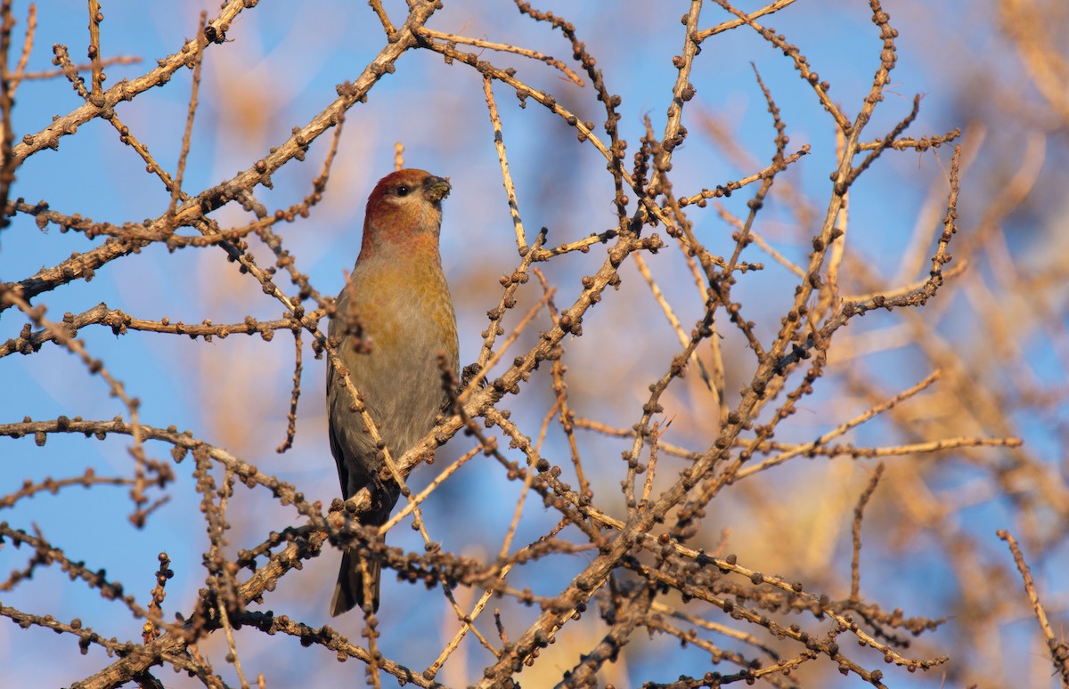 Pinu-gailupa - ML645420935