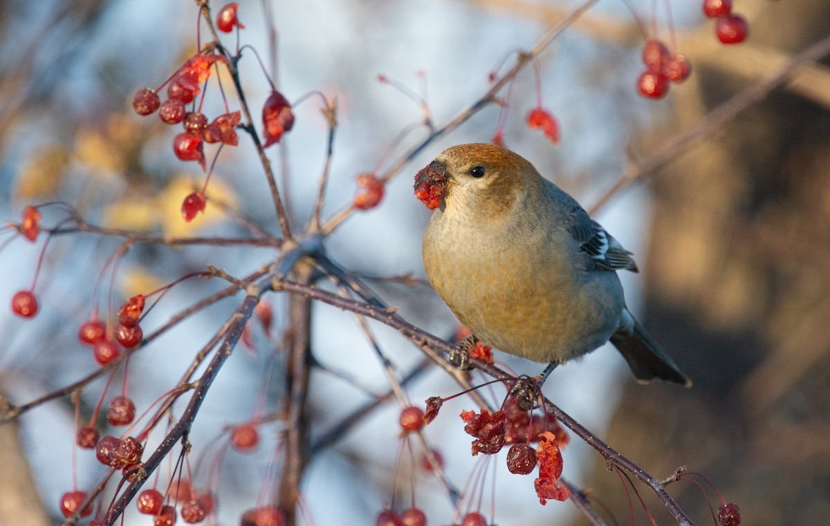 Pinu-gailupa - ML645420936