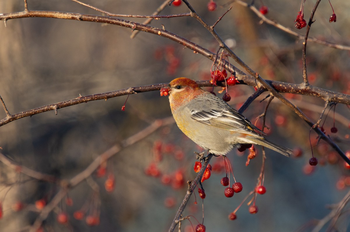 Pinu-gailupa - ML645420937