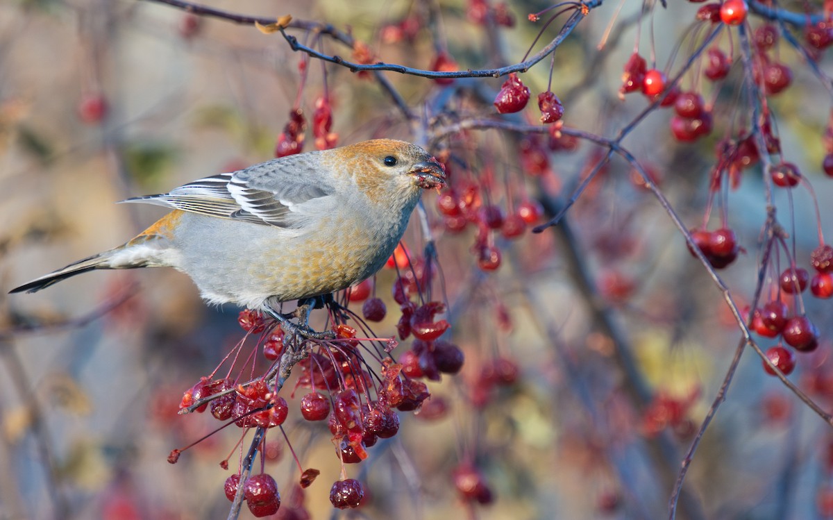 Pinu-gailupa - ML645420938