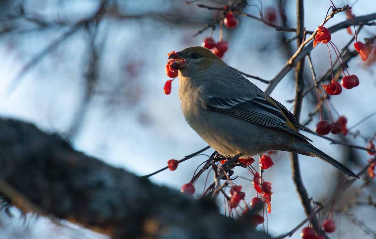 Pinu-gailupa - ML645420939