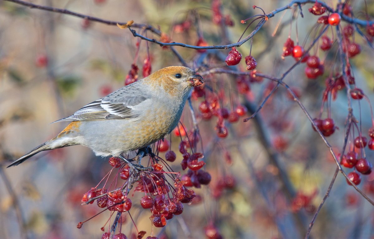 Pinu-gailupa - ML645420940