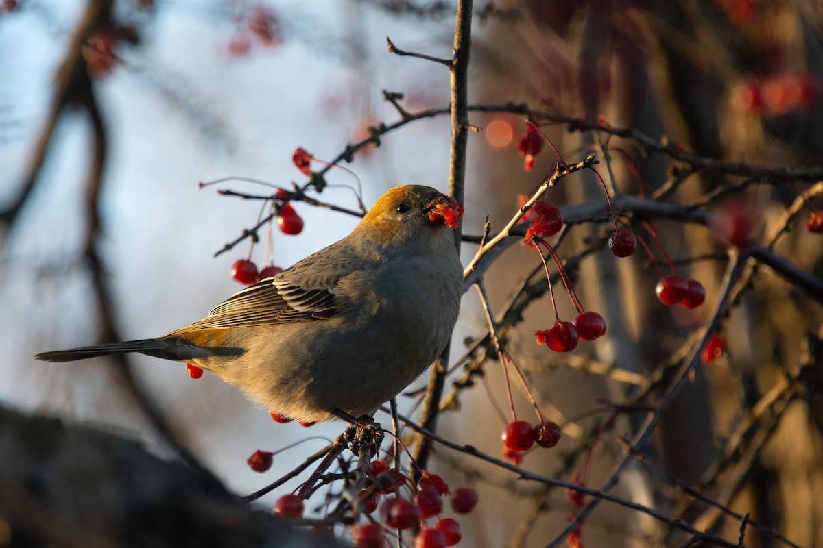 Pinu-gailupa - ML645420941