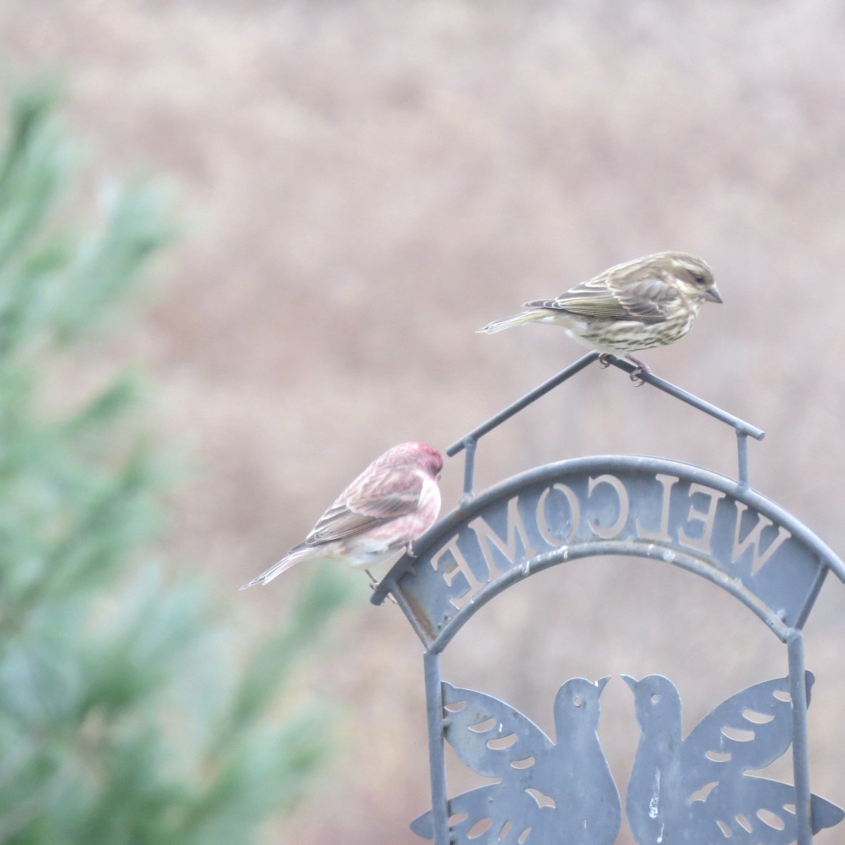 Purple Finch - ML645420948