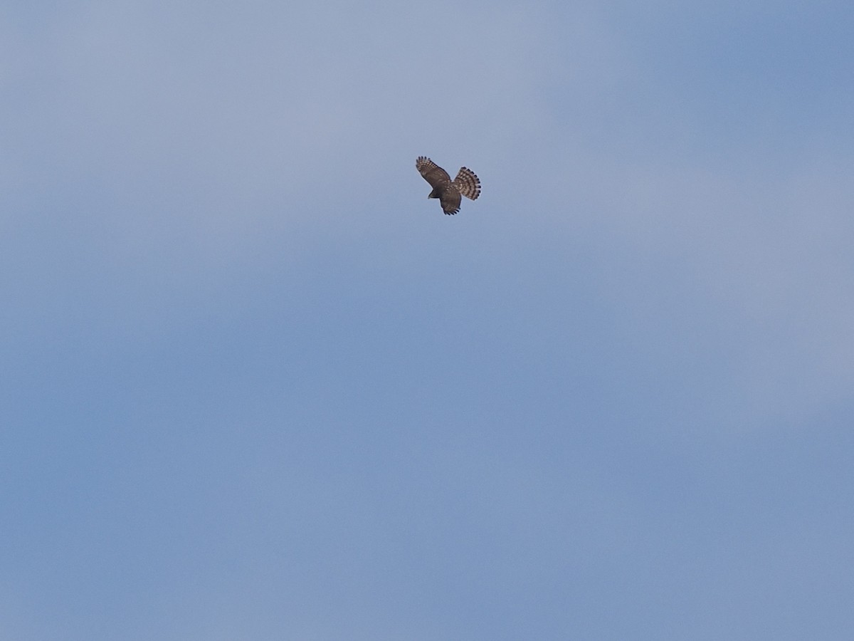 Cooper's Hawk - ML645420958