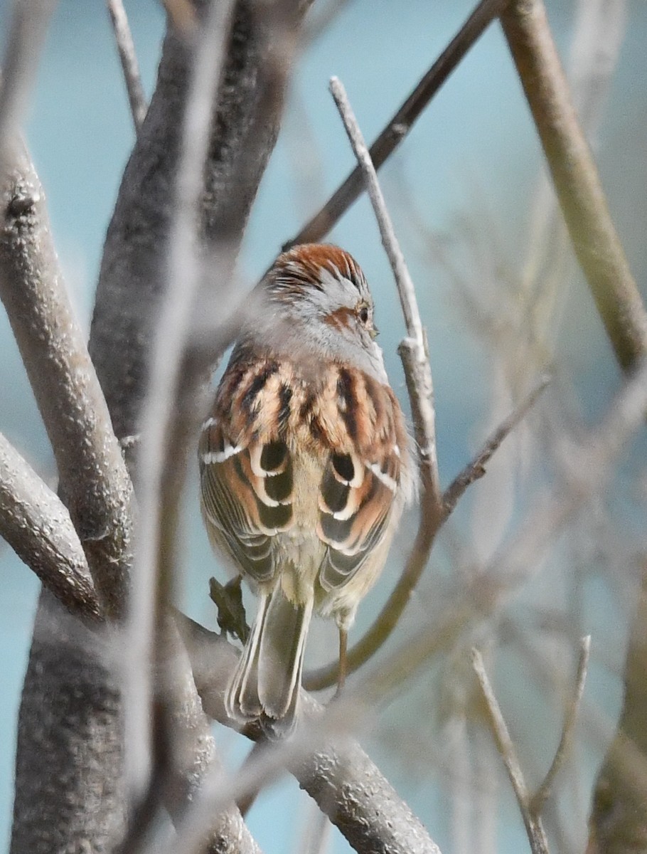 ムナフヒメドリ - ML645420960