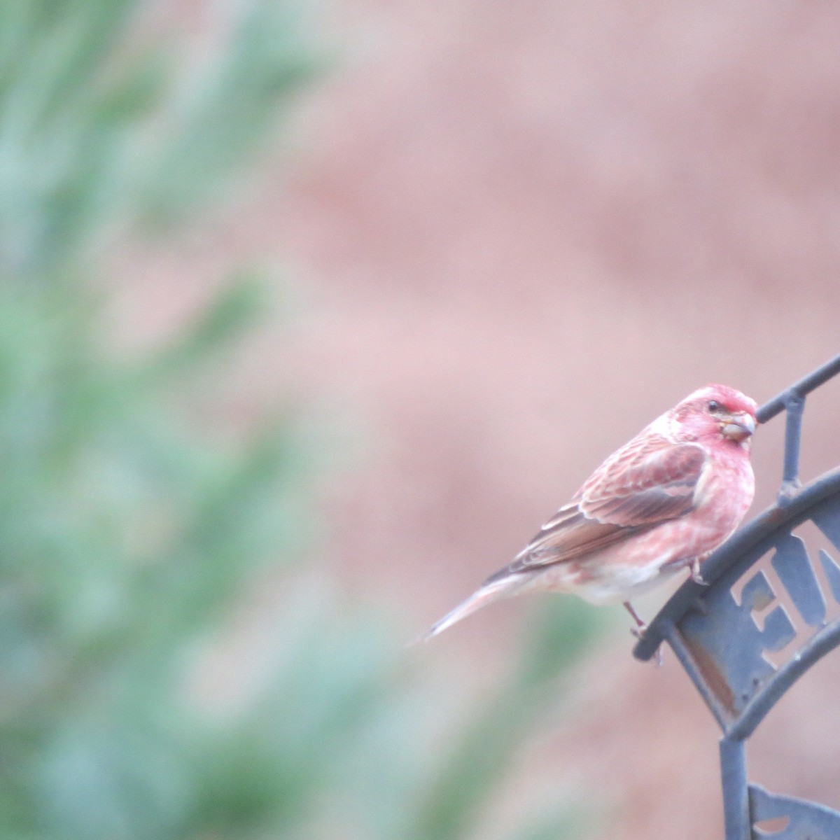 Purple Finch - ML645420962