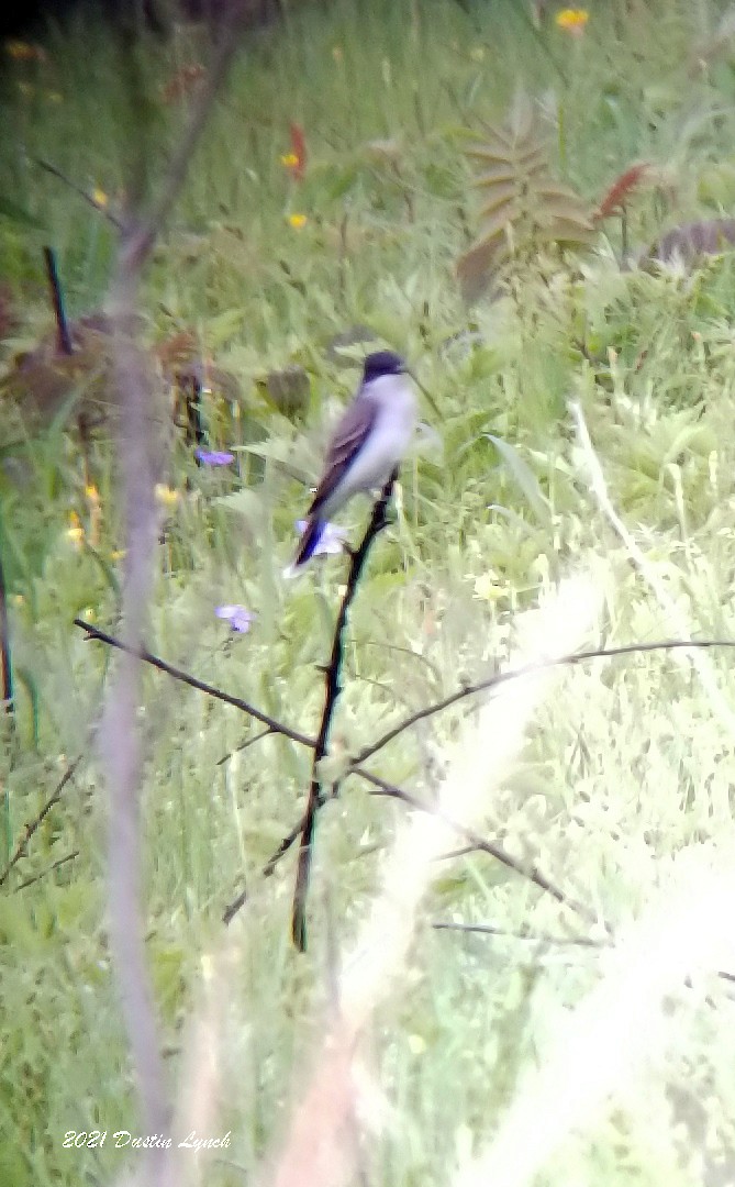 Tirano Oriental - ML645420970