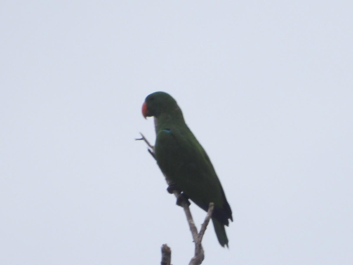 Papua Eklektus Papağanı - ML645420972