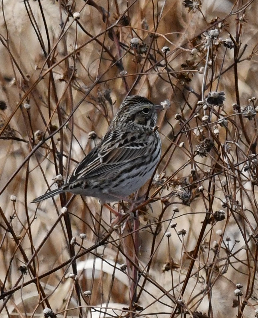 Пасовник савановий - ML645420973