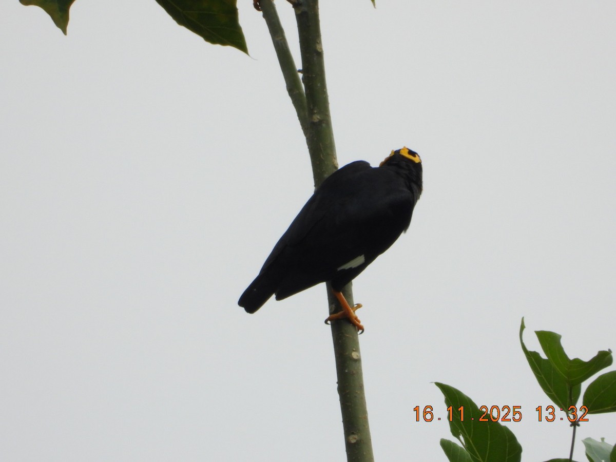 Индийская майна - ML645420974