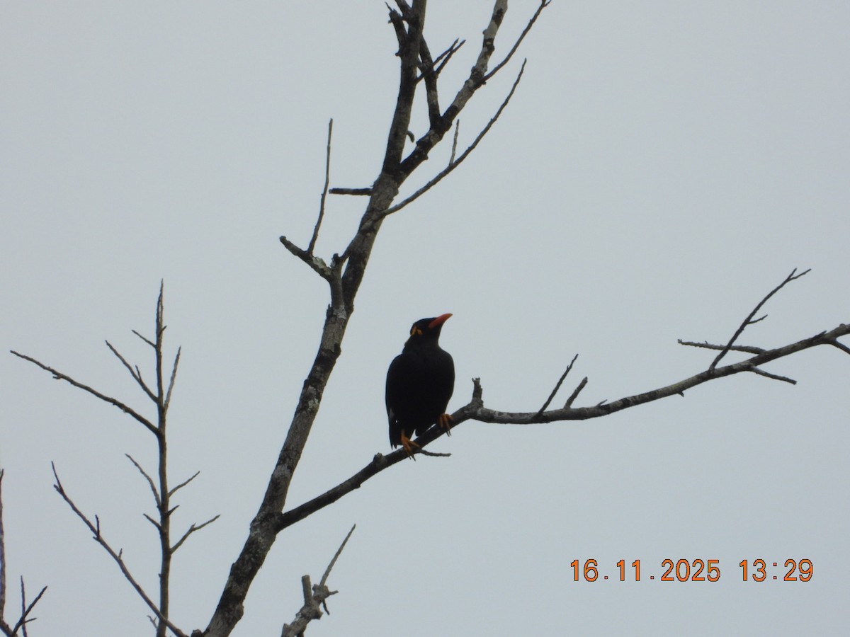 Индийская майна - ML645420975