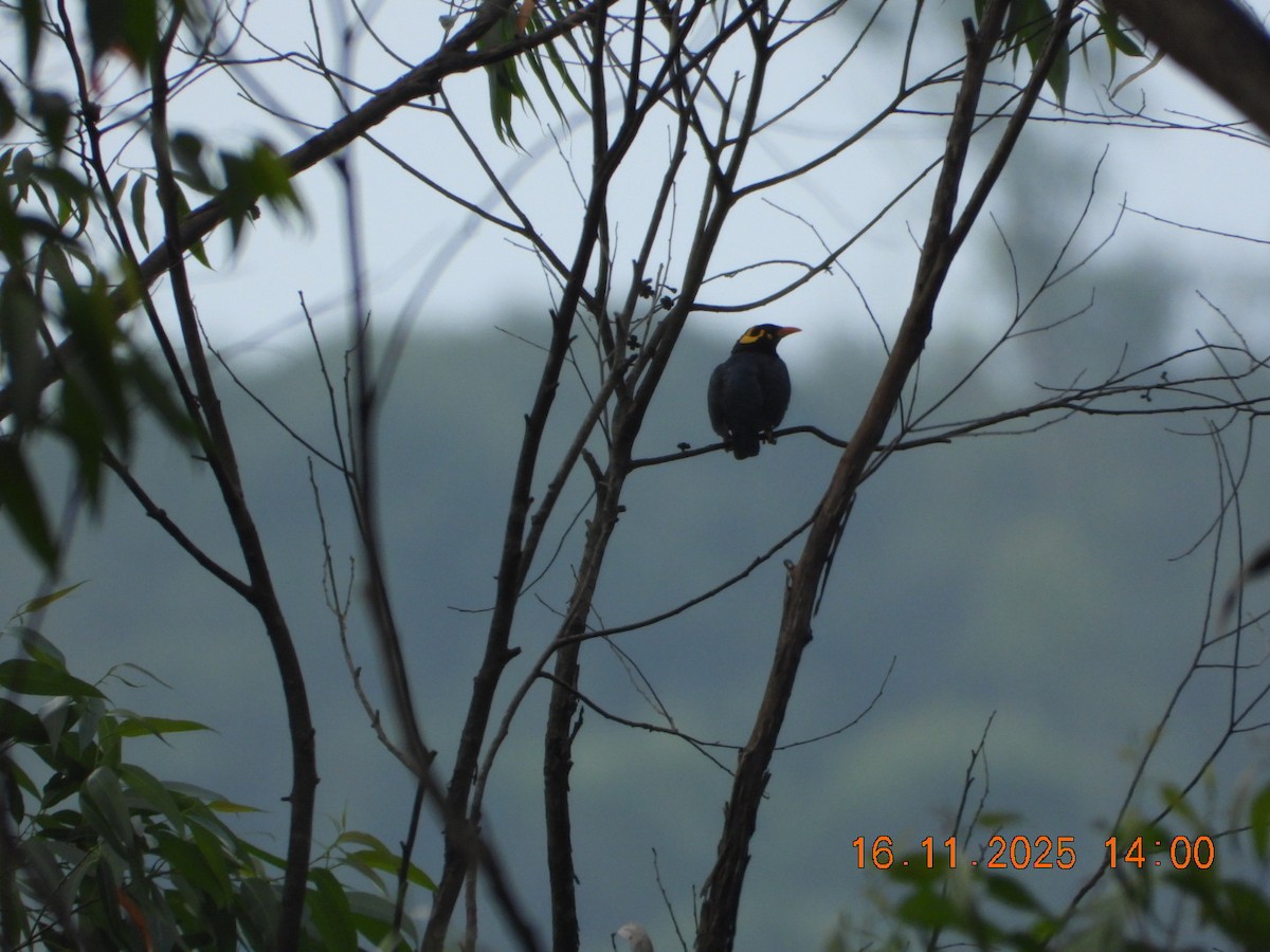 Индийская майна - ML645420976